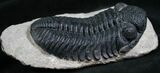 Gorgeous Phacops Trilobite - Rare Type #8144-3
